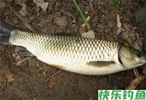 小鱼总闹窝，你注意到这两个小细节了吗？