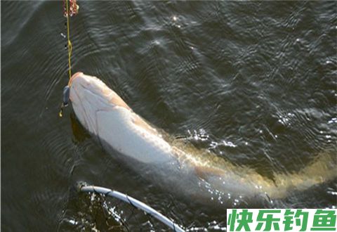 冬季垂钓能让钓鱼小白看后秒懂的调漂技能