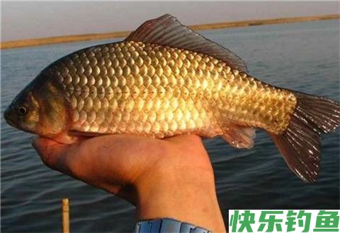 初冬季节如何垂钓鲫鱼，3个技巧来帮你