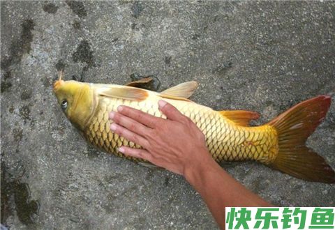 南方冬季钓鲤鱼用这个方法狂拉