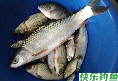 钓不到鱼？来看看南方冬季钓鱼的9个鱼类进食温度表！