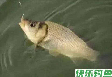 冬鲫要想钓得好，选漂调漂很重要