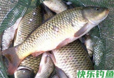 为您揭晓冬天钓鲫鱼的6个不传之秘