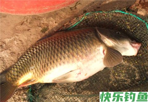 冬季钓鱼找不到鱼窝吗？马上告诉您