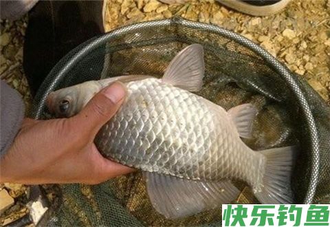冬季野钓小窍门，只想自己偷偷用