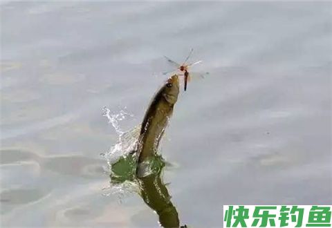 冬季钓鱼鱼儿不上钩怎么办？