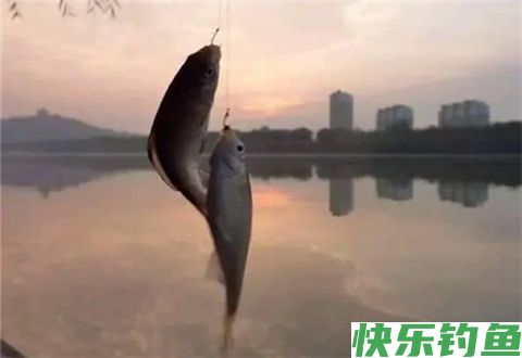 冬天最实用的钓鲫方法，想钓多少钓多少