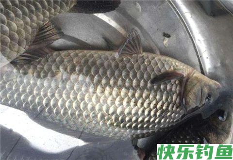 3分钟就能学会的冬季野钓鲫鱼攻略