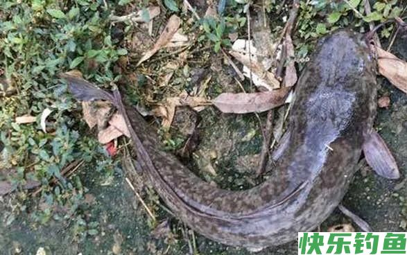 野钓鲶鱼的技巧和方法