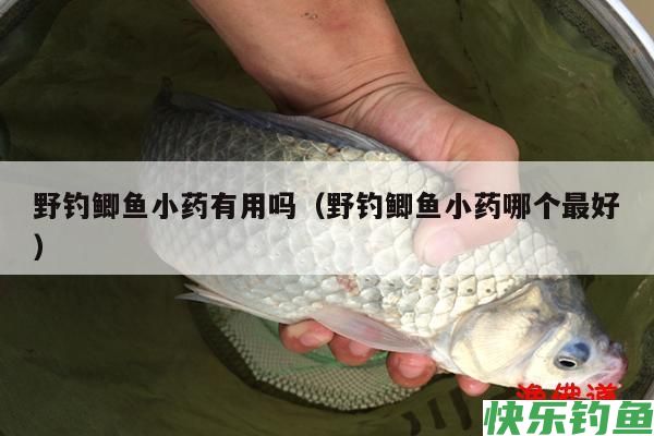 野钓鲫鱼小药有用吗（野钓鲫鱼小药哪个最好