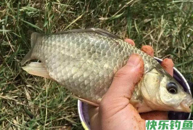 野钓鲫鱼打窝技巧和方法