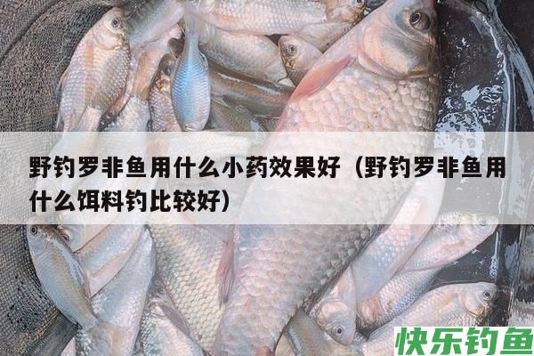 野钓罗非鱼用什么小药效果好（野钓罗非鱼用什么饵料钓比较好）