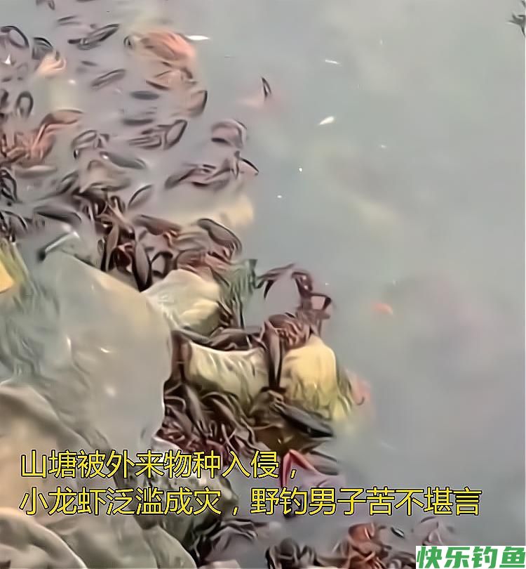 山塘被外来物种入侵，小龙虾泛滥成灾，野钓