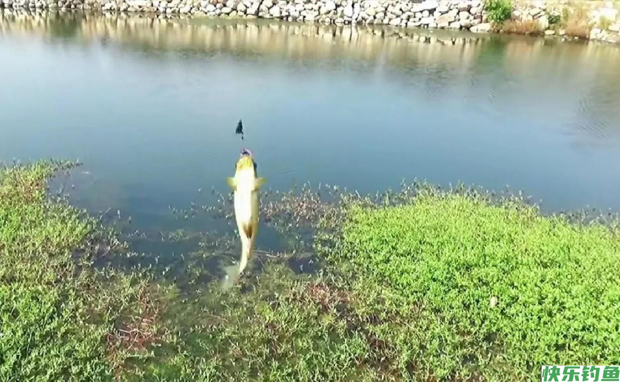 春季野钓鲫鱼，选择钓位并不难，就找这三种