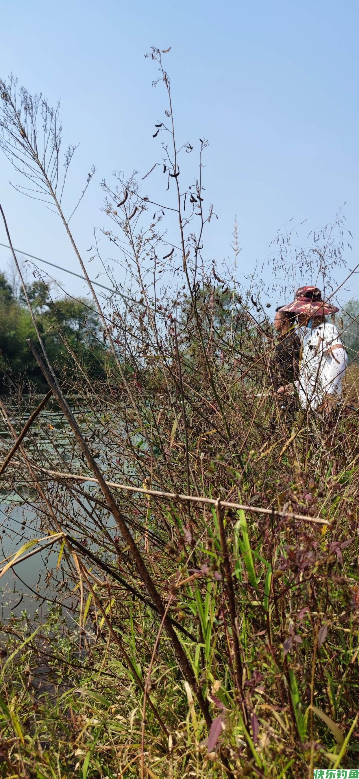 秋冬野钓鲫鱼要选障碍物多的水面才能钓得好