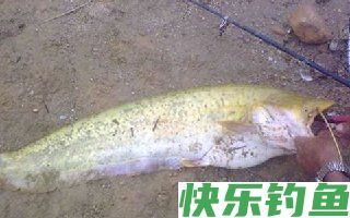 鸡肝钓鲶鱼的打窝以及施钓技巧