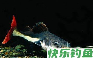 荤饵钓鲶鱼的子线搭配技巧全解析