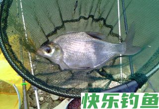 夏季垂钓鳊鱼的鱼竿、鱼线、浮漂等选择技巧