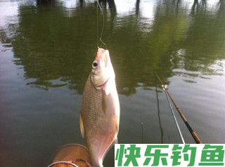 夏钓之鳊鱼的5个技巧