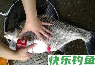 夏季水库钓鳊鱼的饵料选择和实战技巧