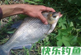 春夏季钓鳊鱼的三种钓法技巧