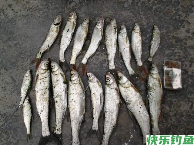 冬天除了鲫鱼和小鱼还能钓其他鱼吗？可以，但钓法非主流