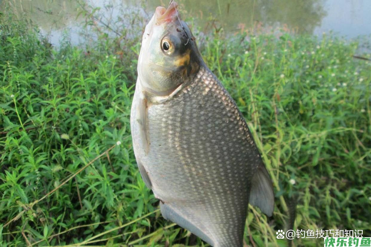 如何才能钓许多的鳊鱼？夏季钓鳊鱼的4个技巧