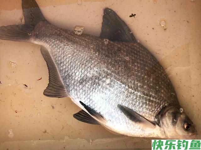 鳊鱼不会钓？了解习性和钓法，4种钓饵及窝料配方，看完秒懂