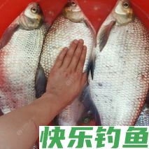 夏季不要跟鳊鱼对耗，真接拉上这三种钓法就成了！