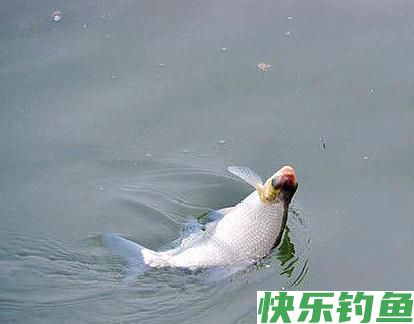 野钓鳊鱼只能钓过路鱼？错，夏季这样钓鳊鱼，爆护有机会！