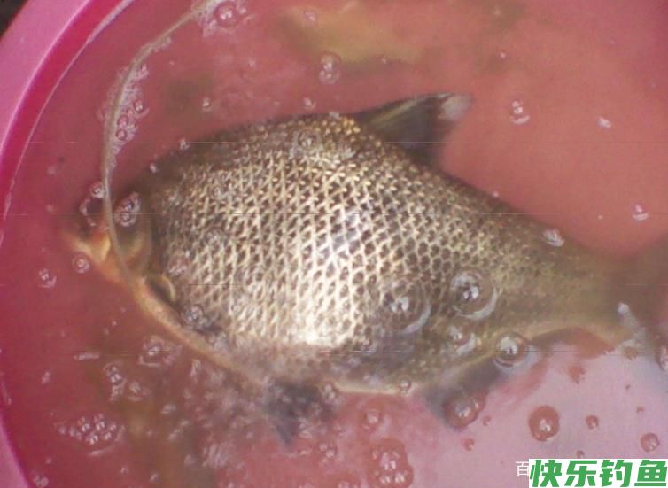 浅谈夏季垂钓鳊鱼的小技巧，了解掌握这些技巧，让你有好渔获！