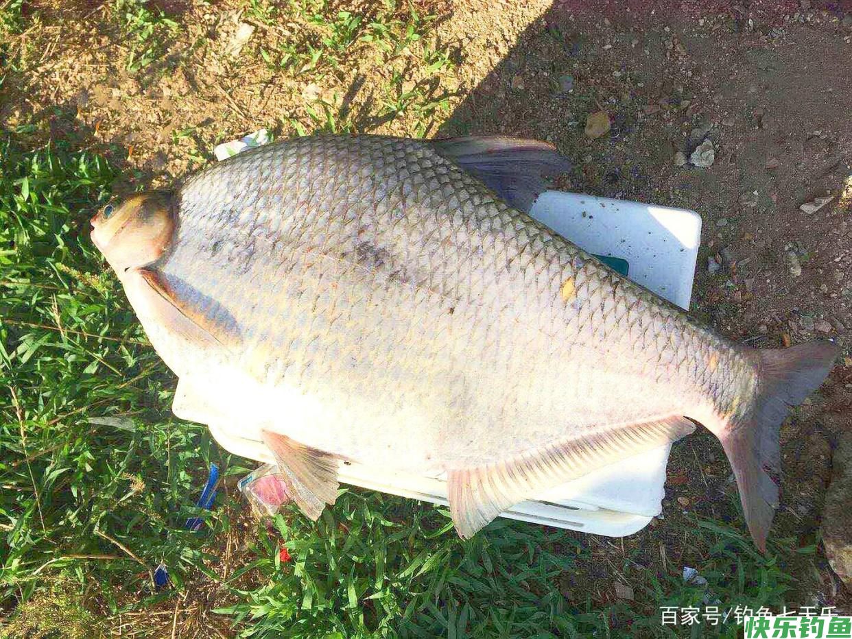 夏季钓“大鳊”，我只关注这四点，连连中鱼根本忙不过来