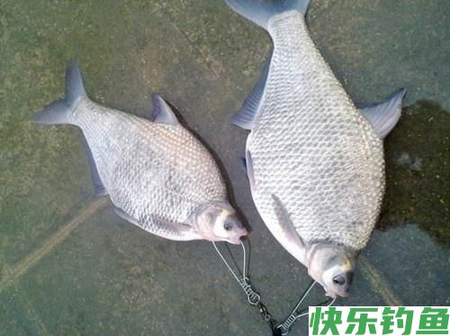 最爱钓鳊鱼，什么时候都是那么好钓，夏钓鳊鱼，稍作准备即可爆护