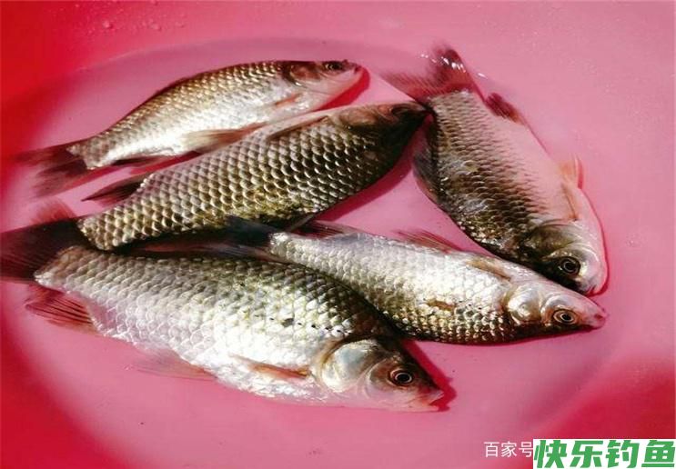 关于夏季野钓调漂，学会这些小技巧，可以让你轻松钓到鱼！