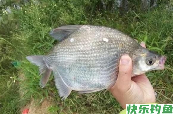 垂钓鳊鱼时，老钓手的这些小经验，钓友们不妨多了解一下