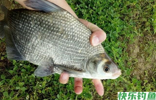 初夏时节钓鳊鱼，了解鳊鱼并掌握技巧，一定可以有所收获