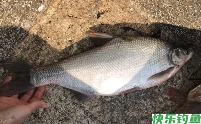 夏季垂钓鳊鱼小技巧，简单易学，只要掌握了就可以钓到鳊鱼