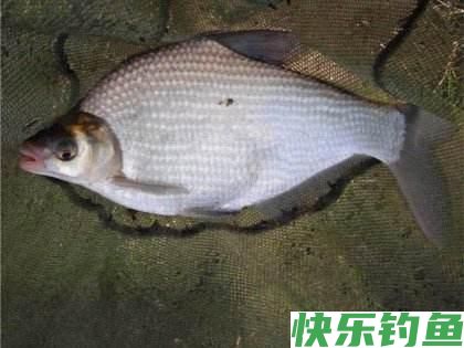 夏季鳊鱼应该这样钓，有了这篇文章，肯定都能有个好收获！
