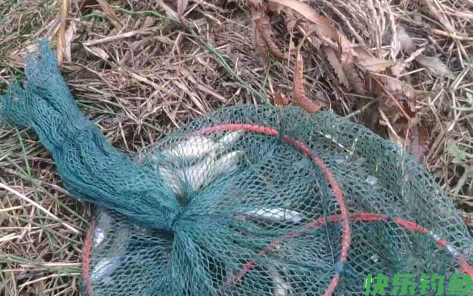 虾笼放深水还是浅水？