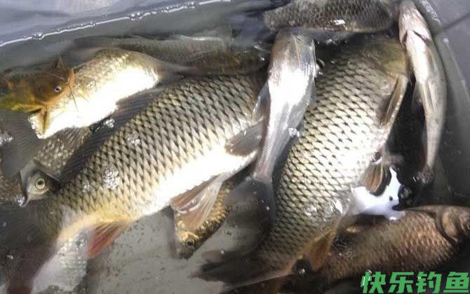 钓鲤鱼