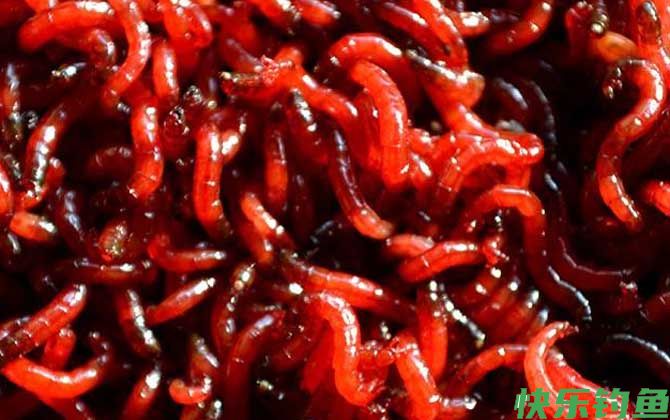 钓鱼饵料种类大全及介绍