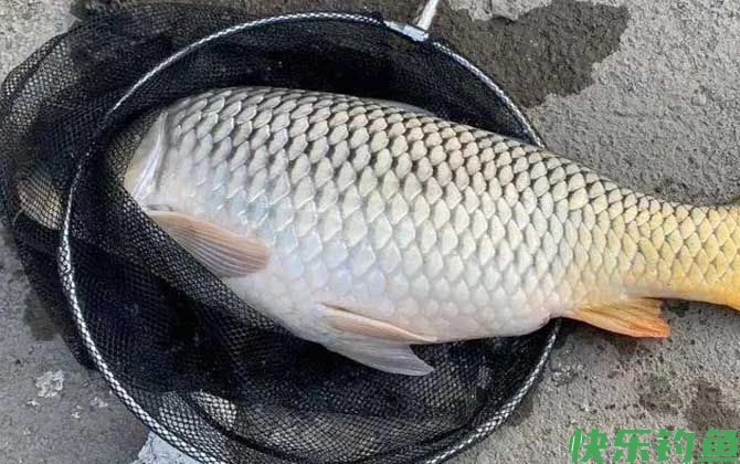 红薯味饵料适合钓什么鱼？