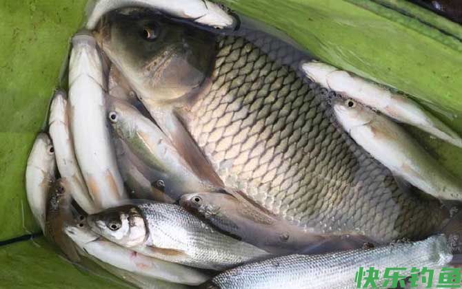 钓鲤鱼是钓底还是钓浮？
