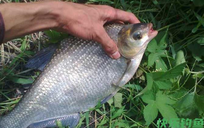 钓鳊鱼用什么饵料最好？
