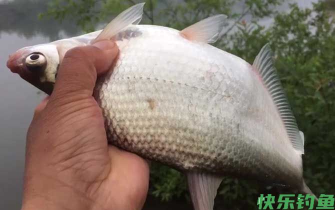 鳊鱼用什么钓最好？