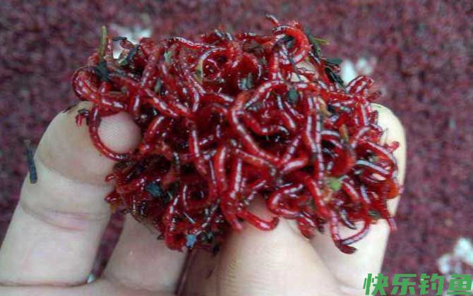 什么时候用红虫钓鱼最好？