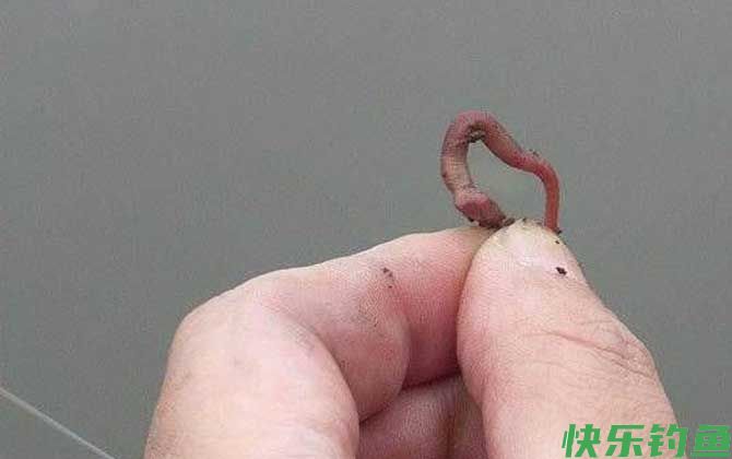 为什么用蚯蚓很难钓到鲤鱼？