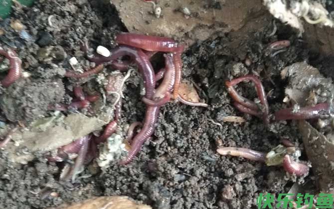 手竿钓黑鱼用什么饵料？