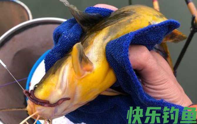 串钩怎样钓黄骨鱼比较快？