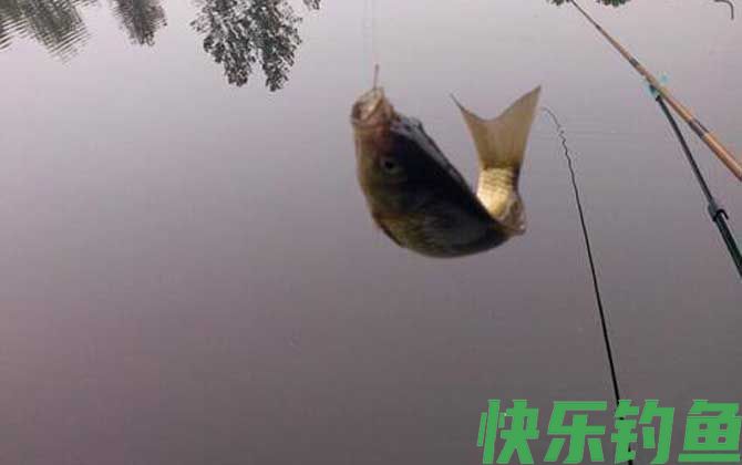 为什么蚯蚓钓不到大鱼？